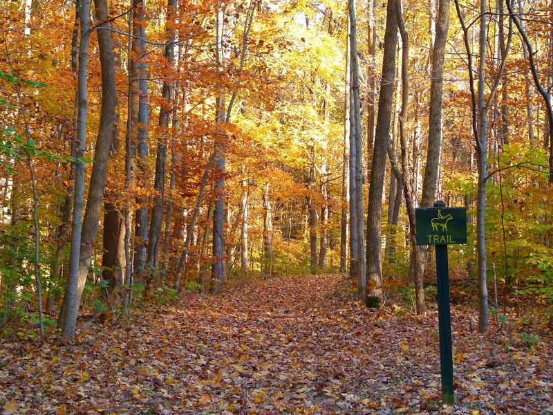 Cozy Cabin Rentals That Feel Like a Home Away From Home