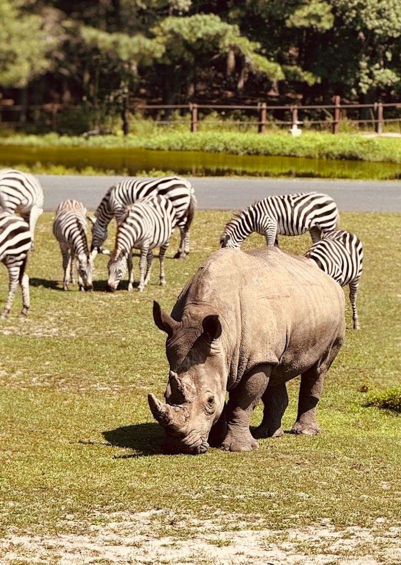 Why Six Flags Wild Safari Is a Hidden Gem in New Jersey