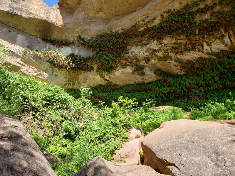 The Hidden Fern Cave That Feels Like a Secret Oasis