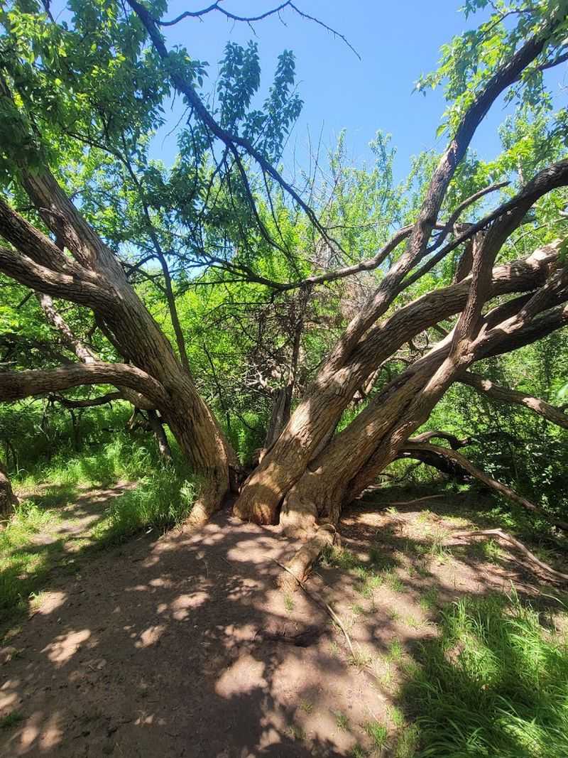 Cedar, Shade, and That Smell After a Thinning Project