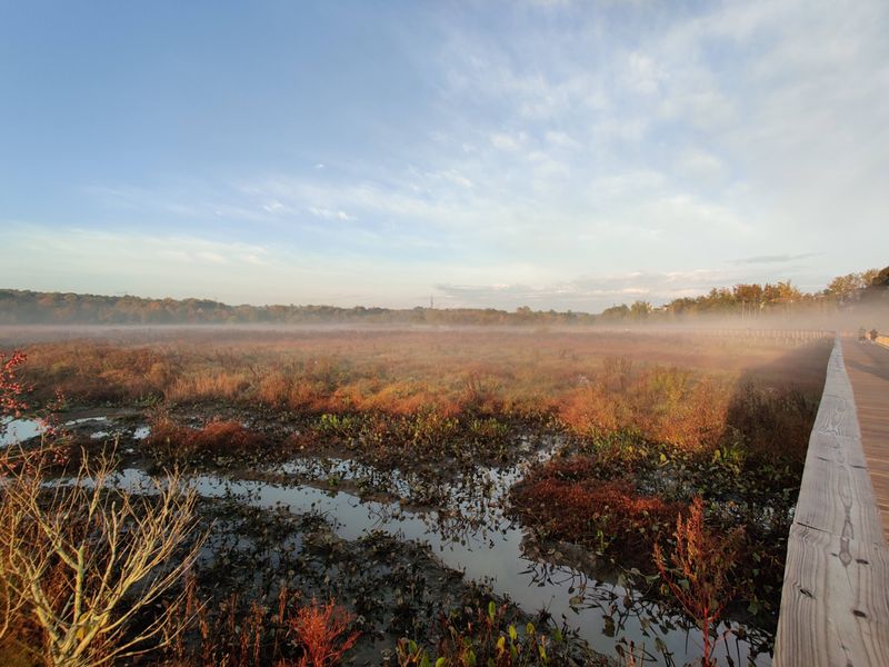 Tidal Wetlands Create Ever-Changing Scenery