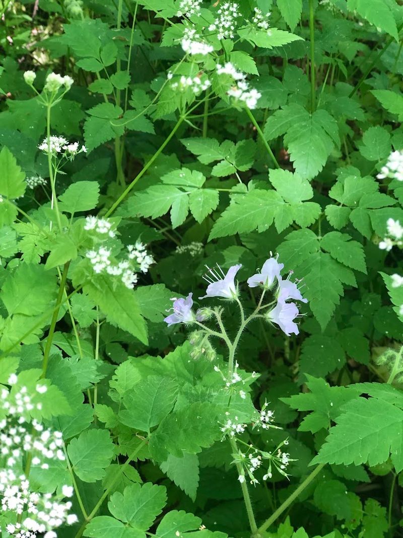 Spring Wildflowers and Ephemeral Blooms Worth the Drive