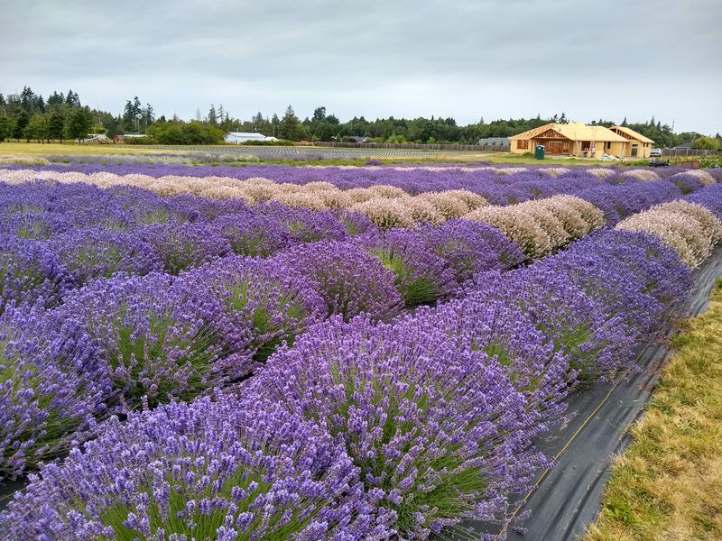 Sequim
