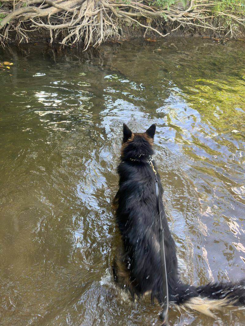 A Creek Perfect For Wading And Playing