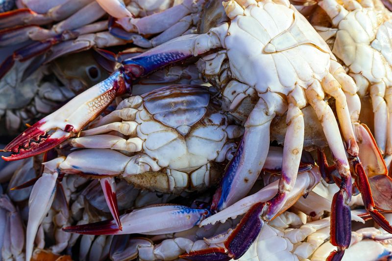 Egg-Bearing “Sponge” Crabs Are Treated Like Contraband