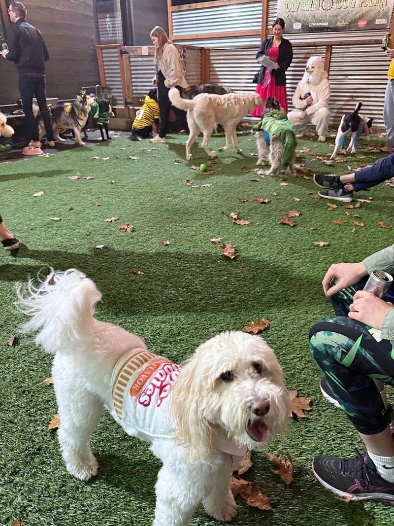 Cycle Dog Tavern, Portland, Oregon