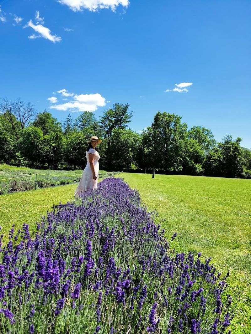 Hidden Spring Lavender & Alpaca Farm