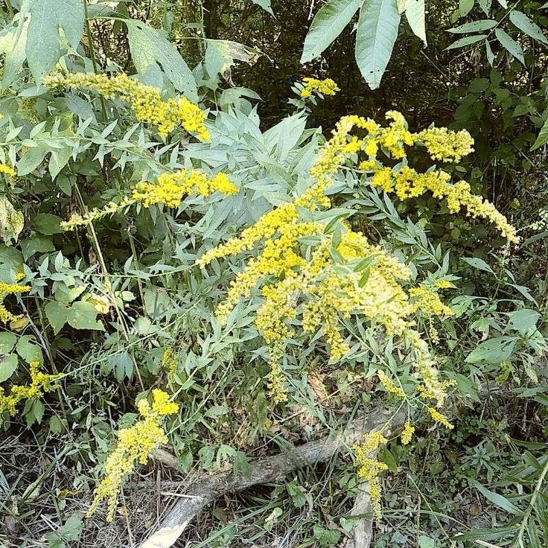 Rare Wildflower Habitats Found Along the Route