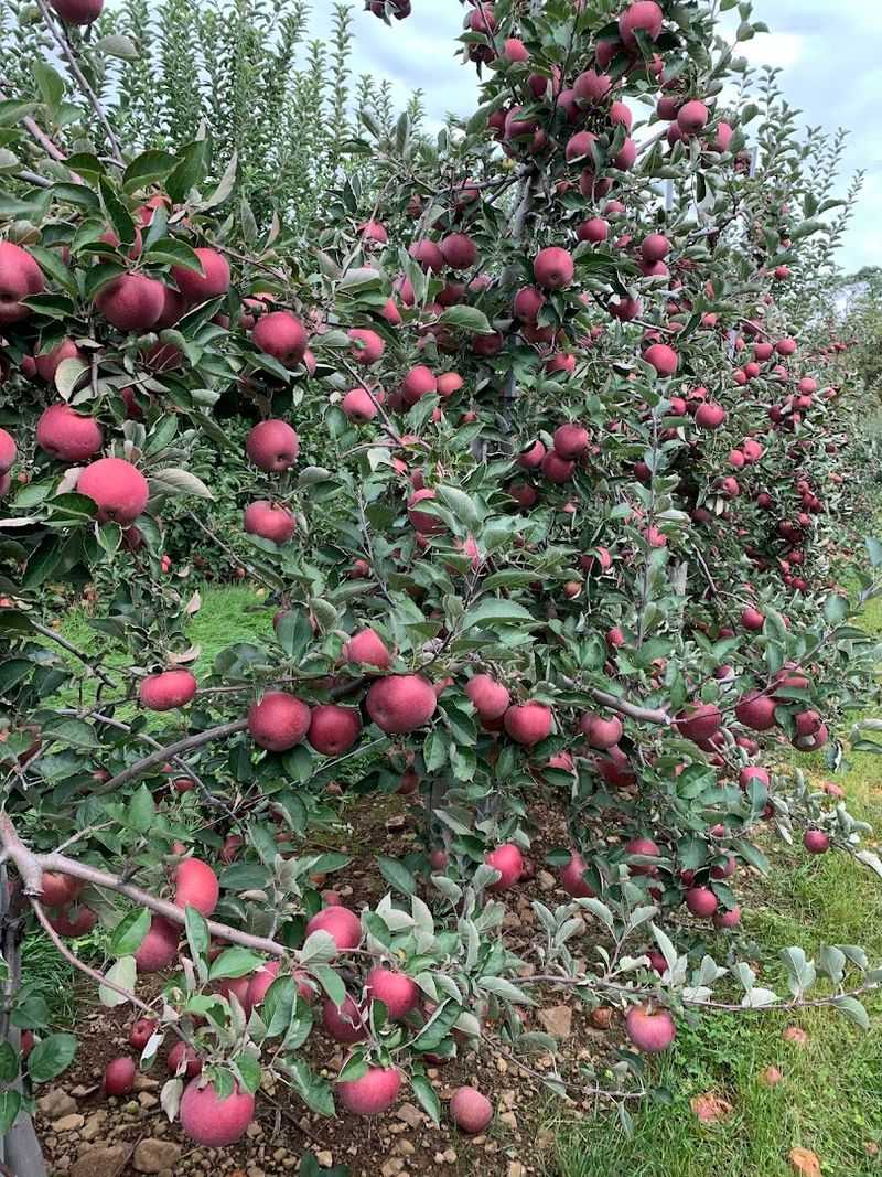 Alstede Farms, New Jersey