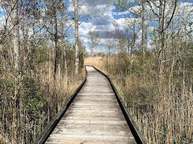 The Swamp Trail Boardwalk Experience