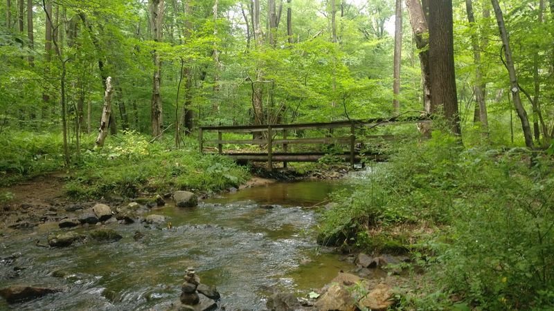 Conservation Win: How the Forest Was Saved