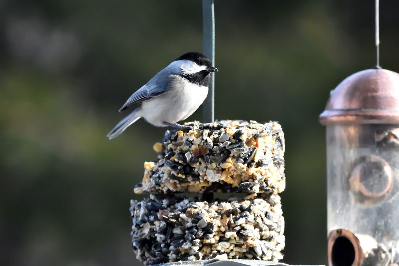 Over 200 Bird Species and the Spring Migration That Will Blow Your Mind