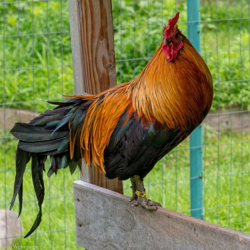 The Animals Who Call This Place Home