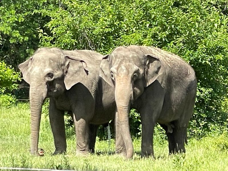 Meet the Resident Elephants and Their Stories