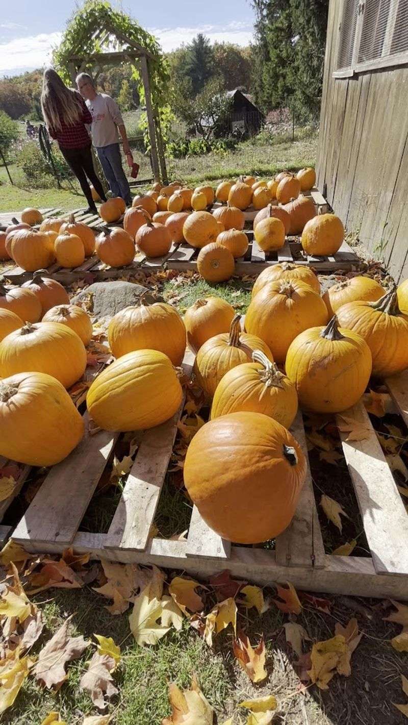 Seasonal Picks That Keep Changing Often