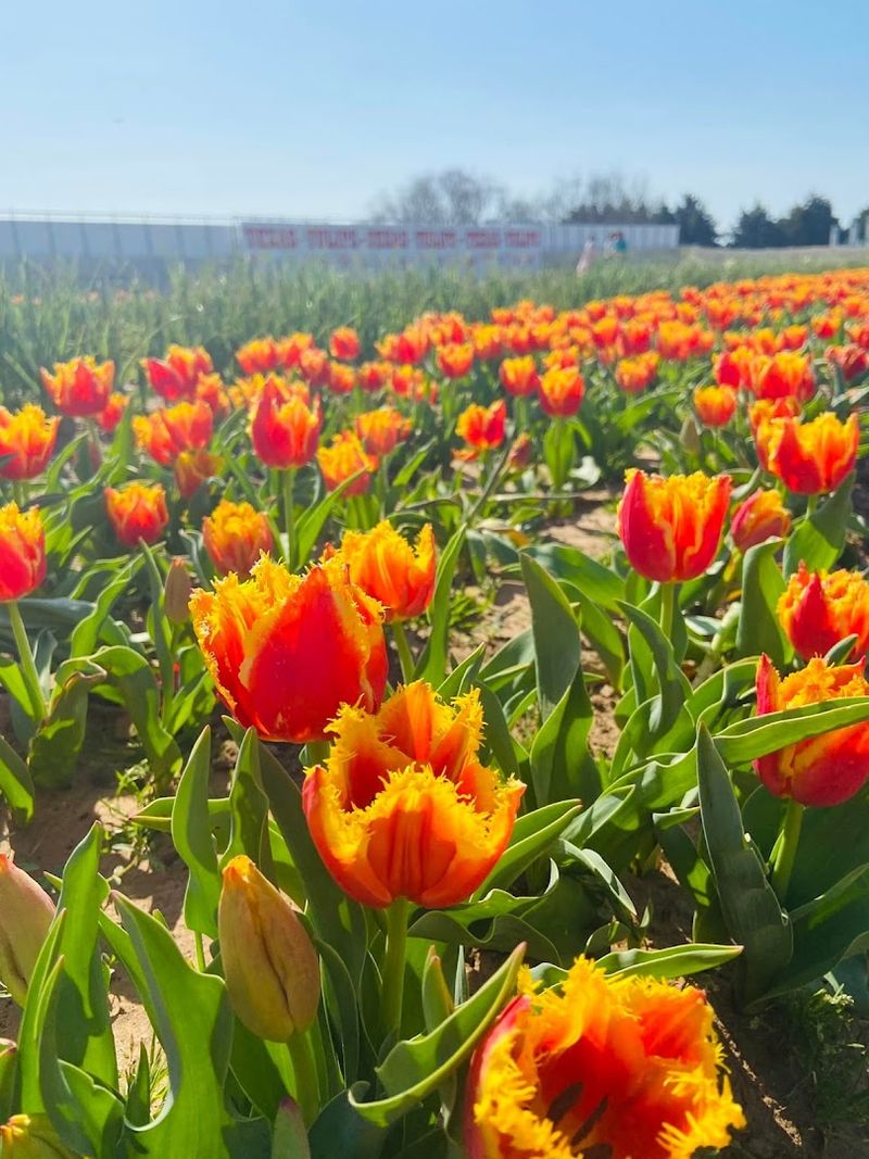 When the Blooms Actually Show Up
