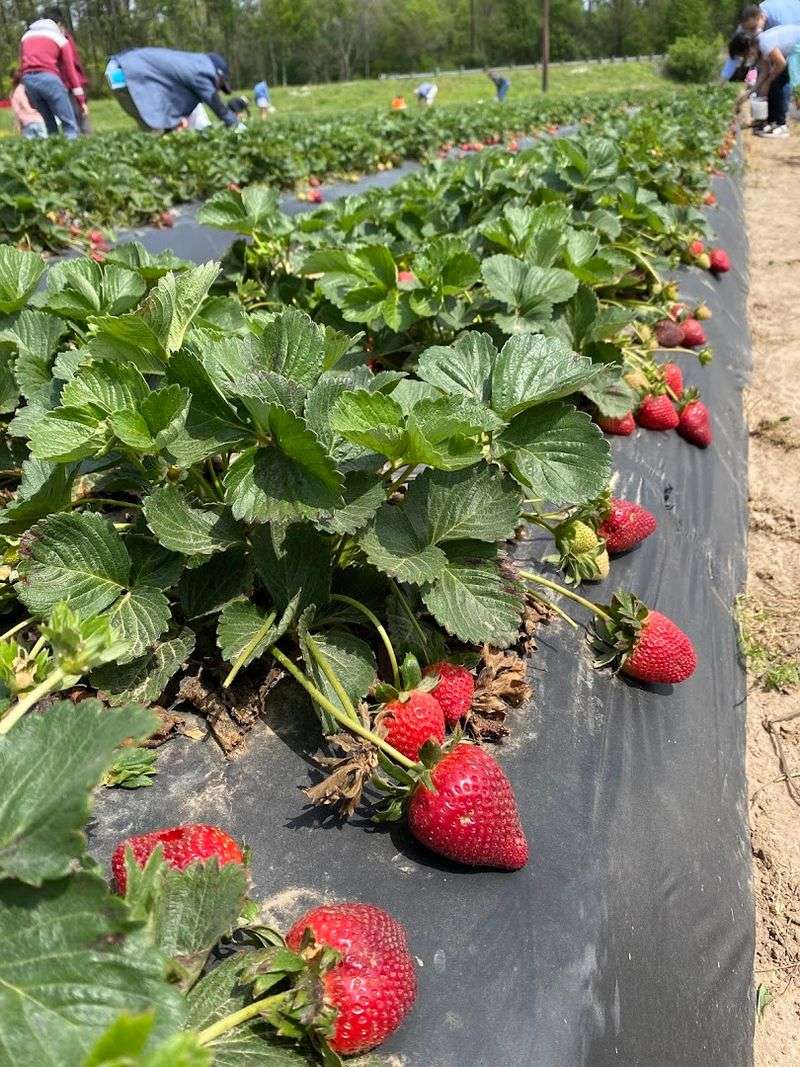 Pick-Your-Own Strawberries in the Spring