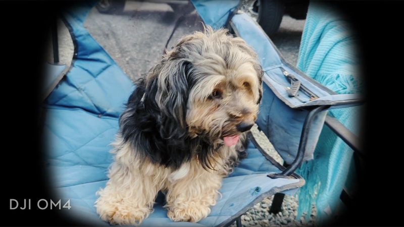 Pet-Friendly Policy That Makes Dog Owners Rejoice