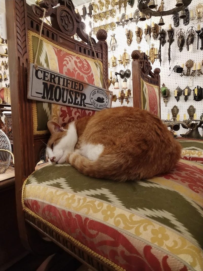 Woodsy the Shop Cat, a Beloved Bonus You Will Not Expect