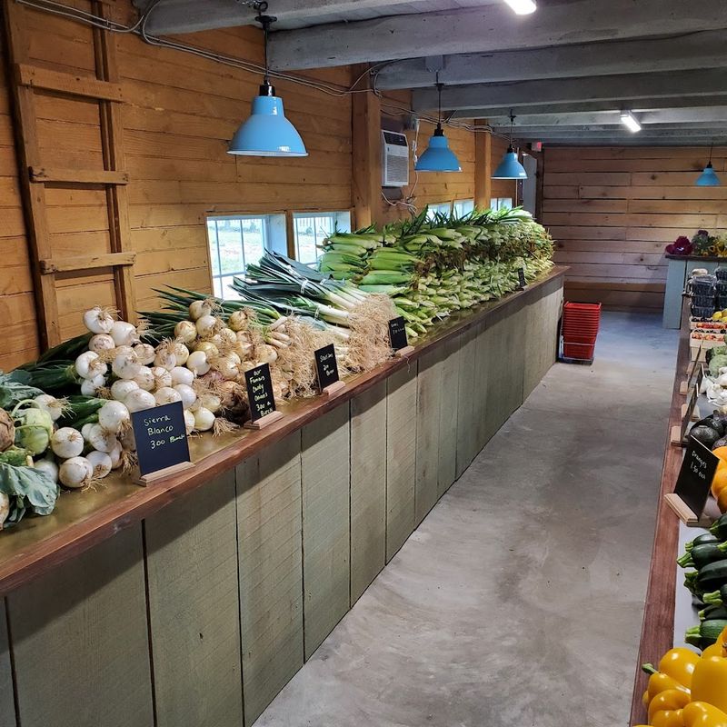 Fresh Vegetables Straight From the Field