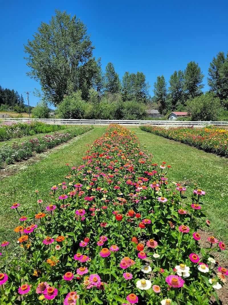 The Setting Along the Marys River