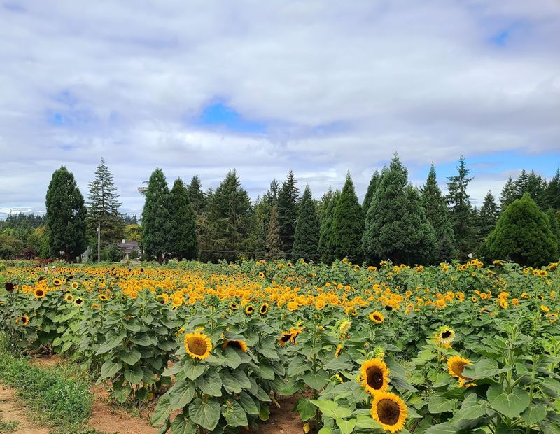 Picking Your Own Fresh Flowers