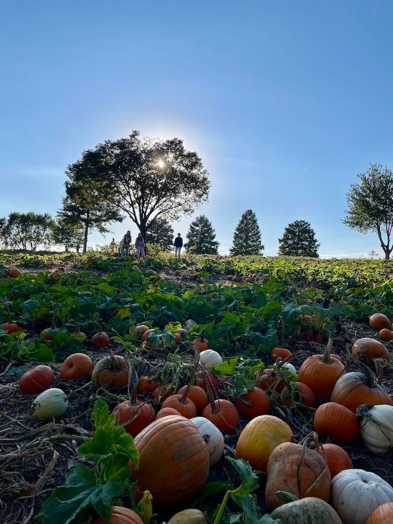 Pick-Your-Own Produce and the Pumpkin Patch Experience