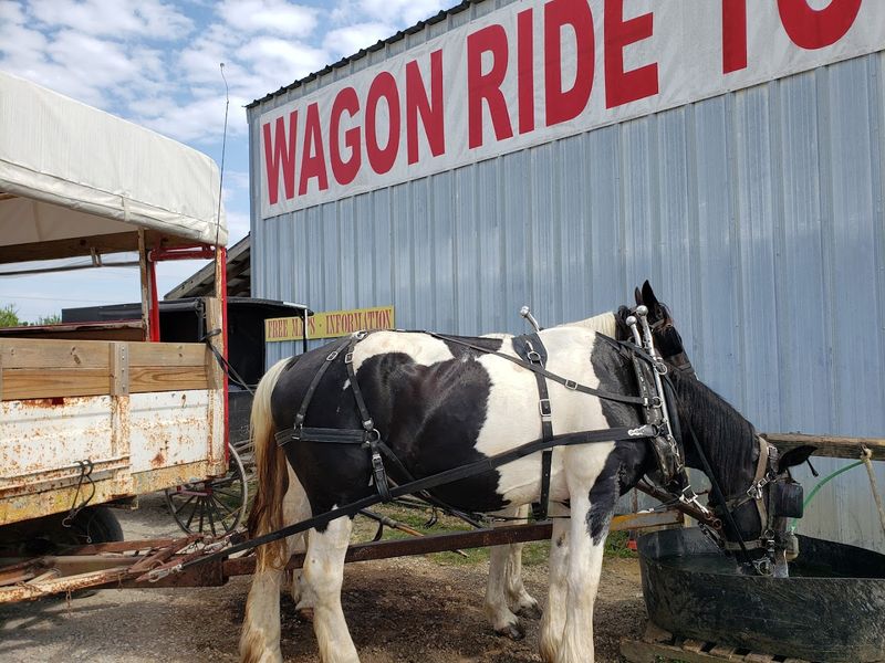 Why The Wagon Tour Becomes The Main Attraction Fast