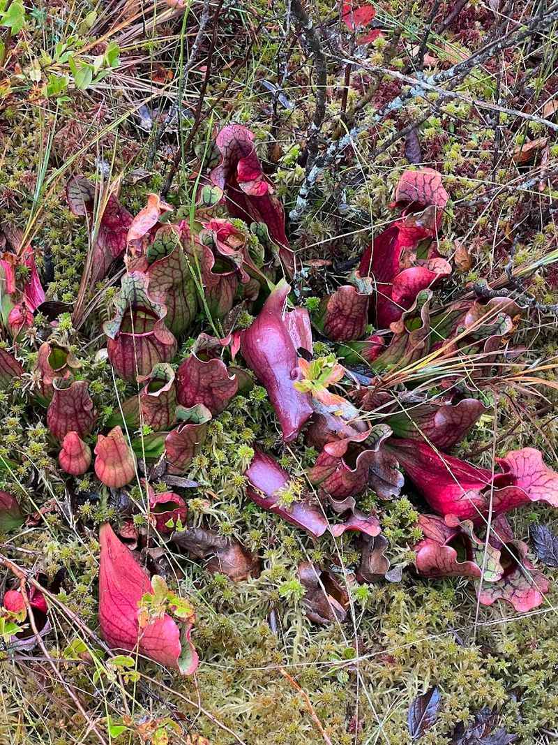 Carnivorous Plants Growing Wild Right Here in Indiana