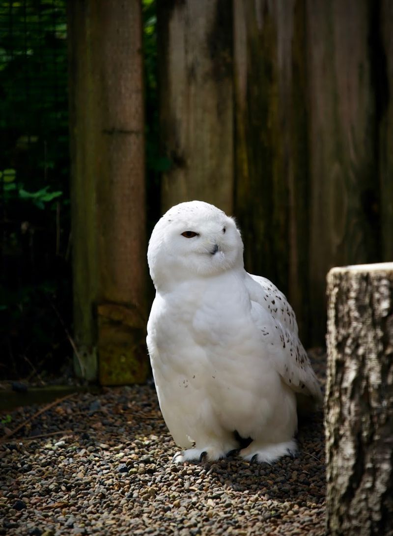 The Snowy Owl Named Echo