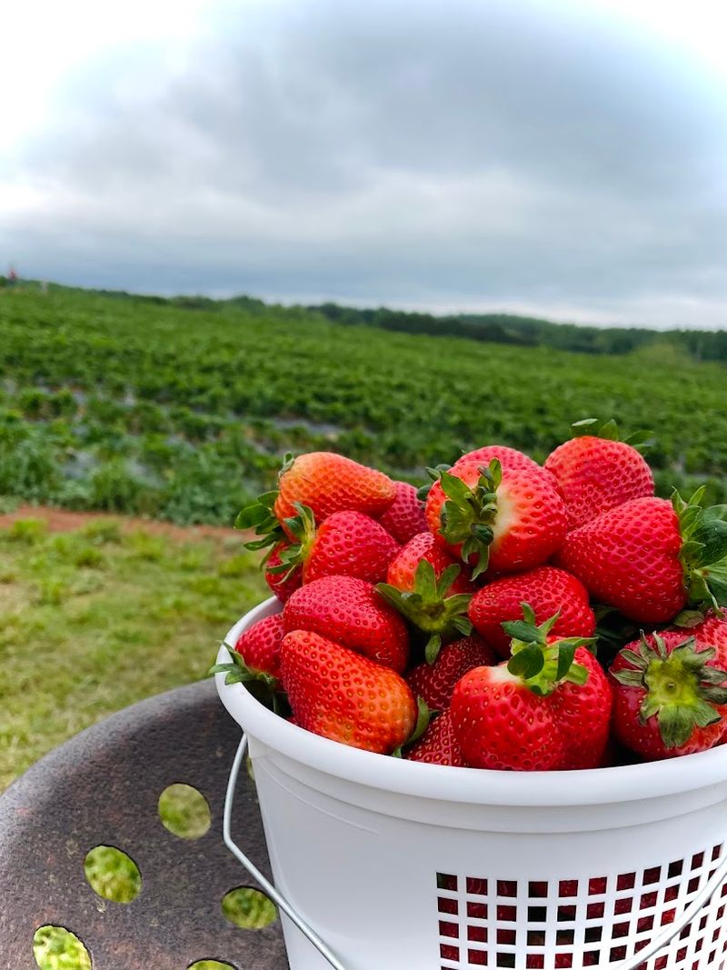 Pick-Your-Own Strawberries That Make Spring Feel Extra Sweet