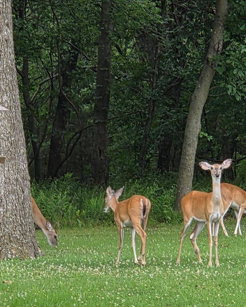 Wildlife Sightings Keep You Paying Attention the Whole Time