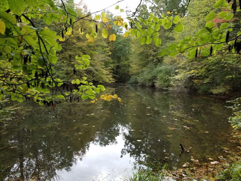 Chapel Pond and the Peaceful Woodland Setting Around It