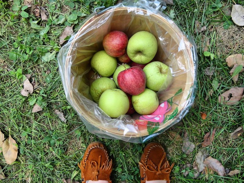 U-Pick Apple Experience That Feels Like a Real Adventure