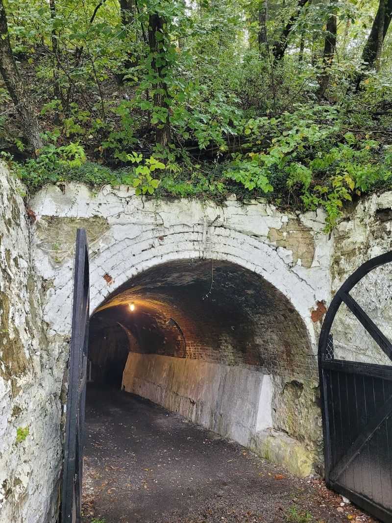 Pet-Friendly Adventure: Bring the Whole Family, Fur Included