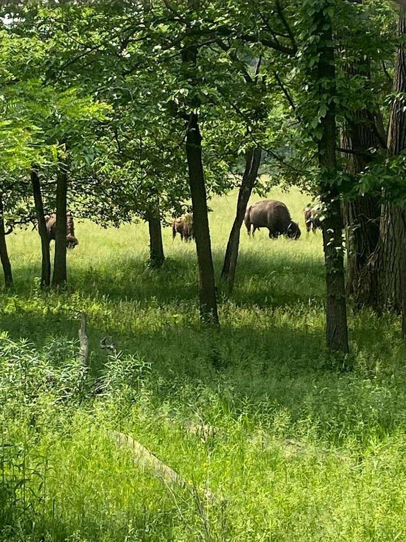 The Gravel Path Around the Enclosure Is Scenic and Shaded
