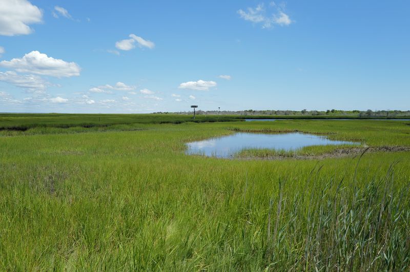 The Salt Marsh and Why It Is Basically a Five-Star Bird Hotel