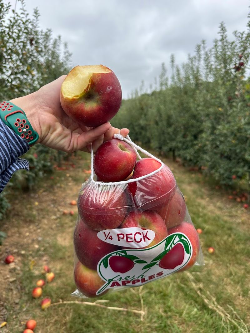 The Old-Fashioned Farm Feel Still Does A Lot Here