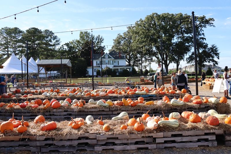 Corn Maze Meets Haunted Nightmare