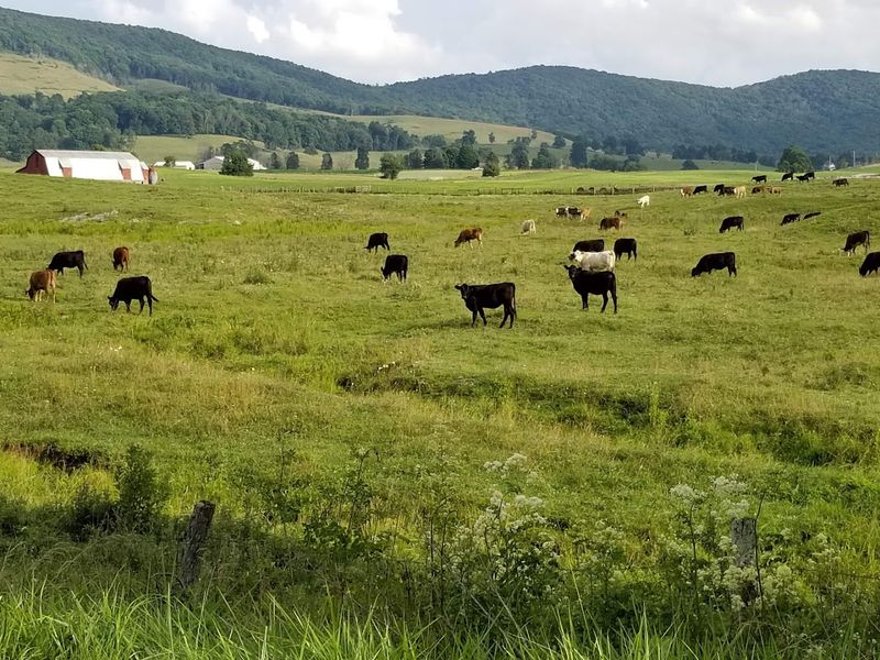 Farms Frozen in the 1800s
