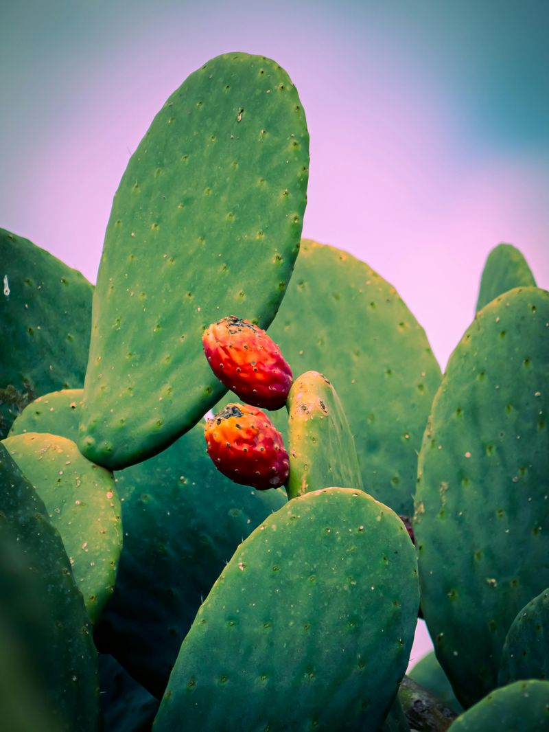 Prickly Pear Cacti Growing Wild on Indiana Sand Dunes