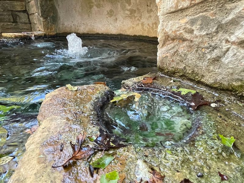 Wildlife Shows Up Without Any Announcement