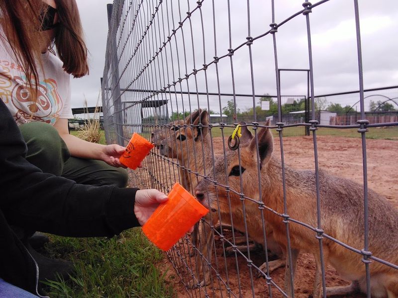 How to Plan Your Visit to Snider Family Exotics