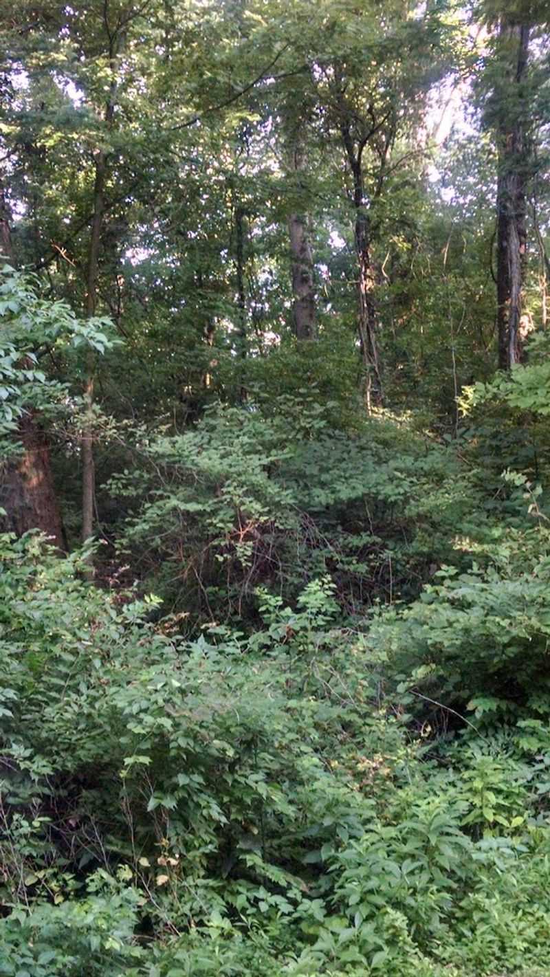 Wildlife And Nature Along A Restored Historic Railway Line