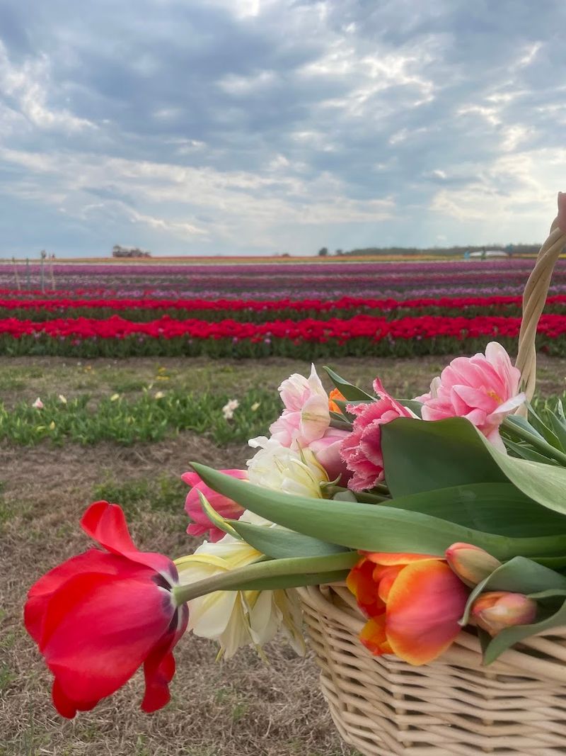 Pick-Your-Own Flowers: The Most Satisfying Thing You Will Do All Weekend