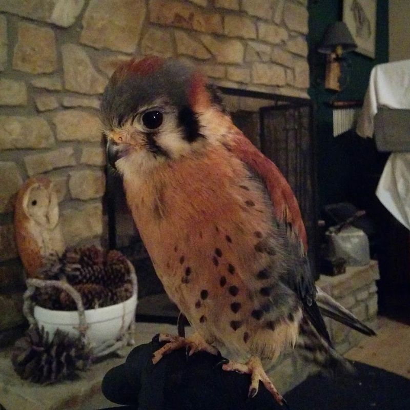 Rescued Birds With Stories That Will Stay With You