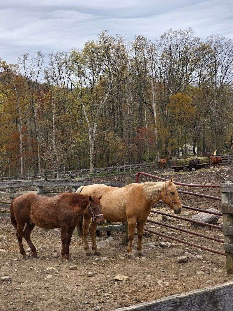 Horseback Riding Lessons for Beginners and Beyond