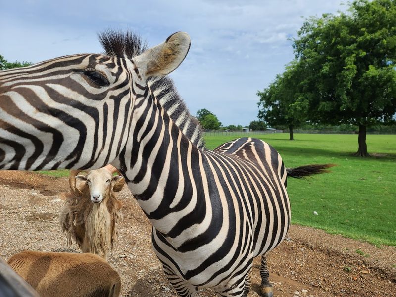 Bison and Zebras Roaming Freely Will Stop You in Your Tracks