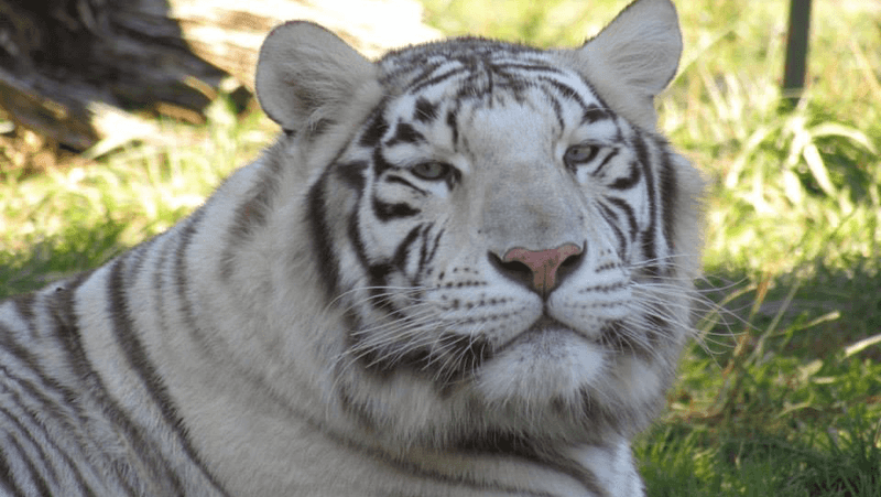 The Guided Tours That Bring the Cats to Life