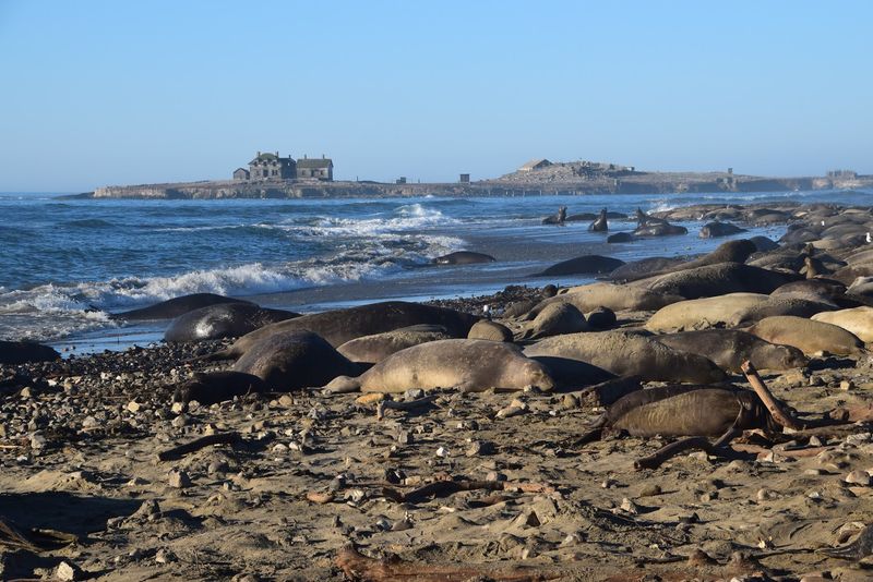 Año Nuevo State Park 